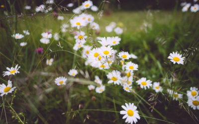 Midsommarafton